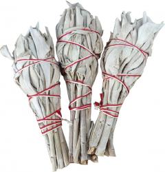 Sauge blanche californie Tulipe 3 x20g