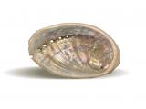 Abalone shell incense holder 6x9 cm