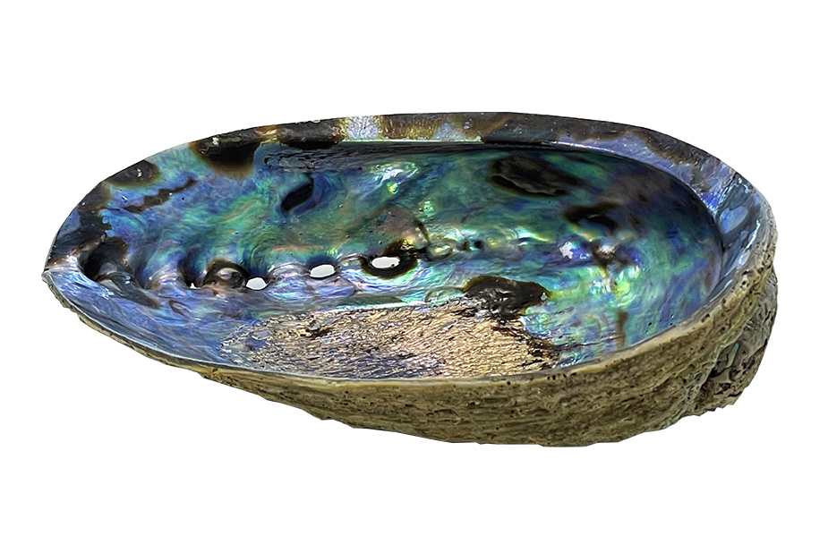 Abalone shell incense holder 12-14cm