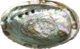 Large abalone shell incense holder 13- 15cm
