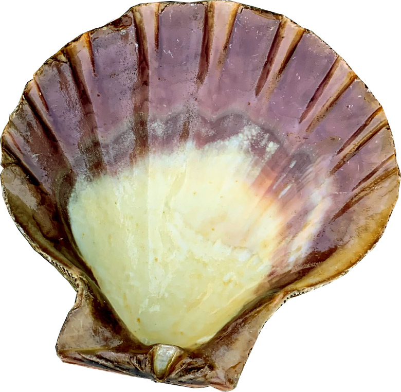 Porte encens coquille St Jacques Patte de Lion 12cm