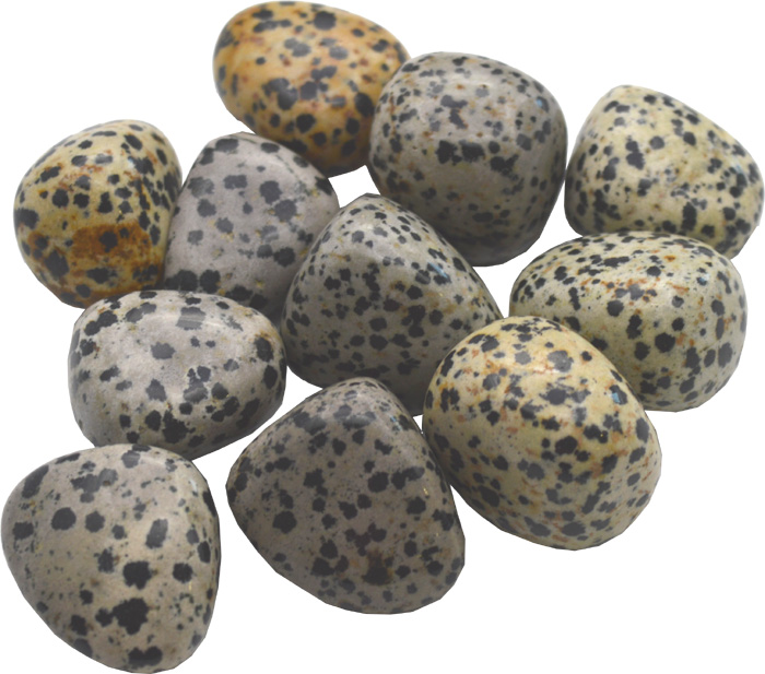 Jaspe dalmatien pierres roulées 250g